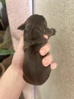 Louie , a male Cocker Spaniel for sale in Ardmore, OK – 1 of 2