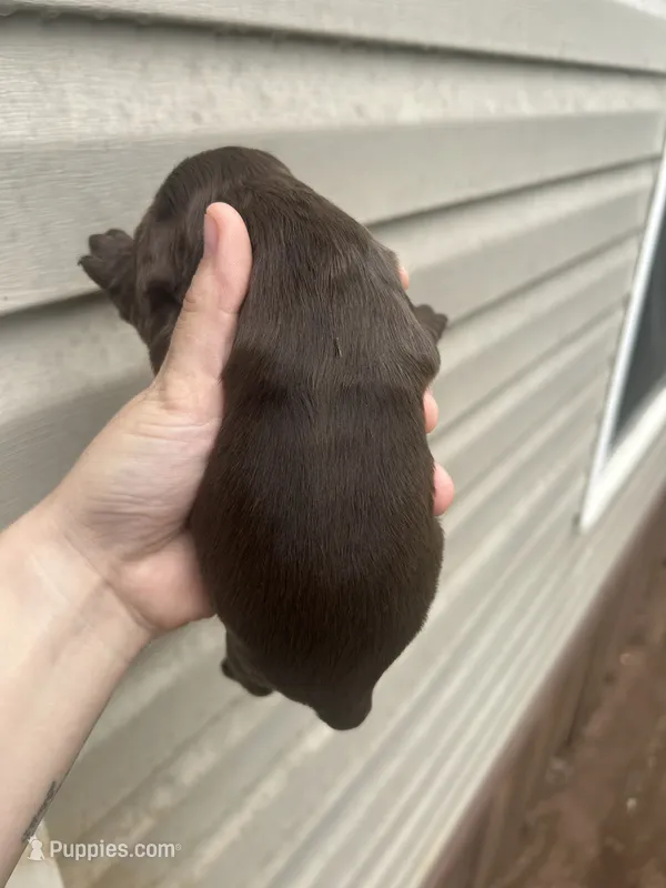 Louie  – Cocker Spaniel puppy for sale in Ardmore, OK
