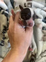 Amos, a male Cocker Spaniel for sale in Ardmore, OK – 2 of 2