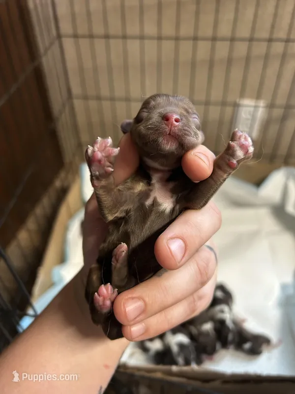 Remi – Cocker Spaniel puppy for sale in Ardmore, OK