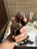 Remi, a male Cocker Spaniel for sale in Ardmore, OK – Photo 1 of 3