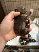 Remi, a male Cocker Spaniel for sale in Ardmore, OK – Photo 3 of 3