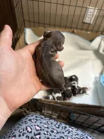 Remi, a male Cocker Spaniel for sale in Ardmore, OK – Photo 2 of 3