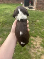 Newt, a male Cocker Spaniel for sale in Ardmore, OK – Photo 2 of 2