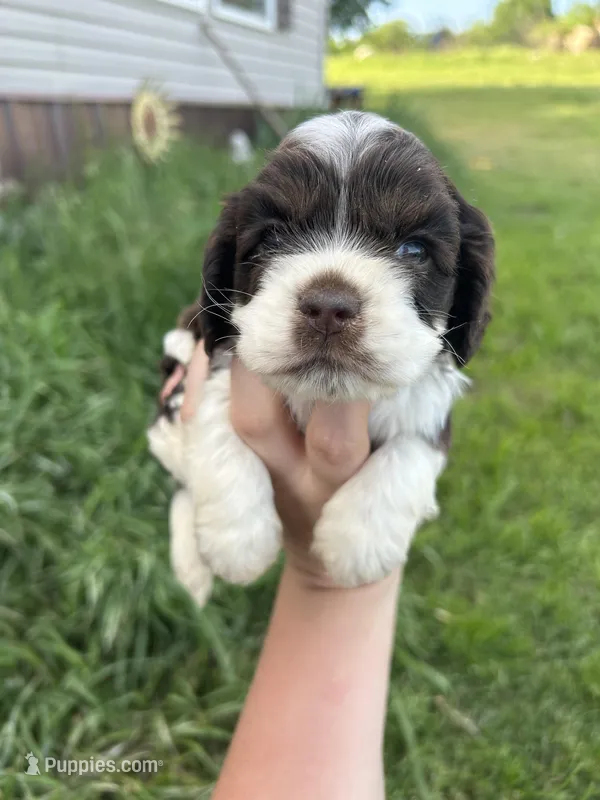 Newt – Cocker Spaniel puppy for sale in Ardmore, OK