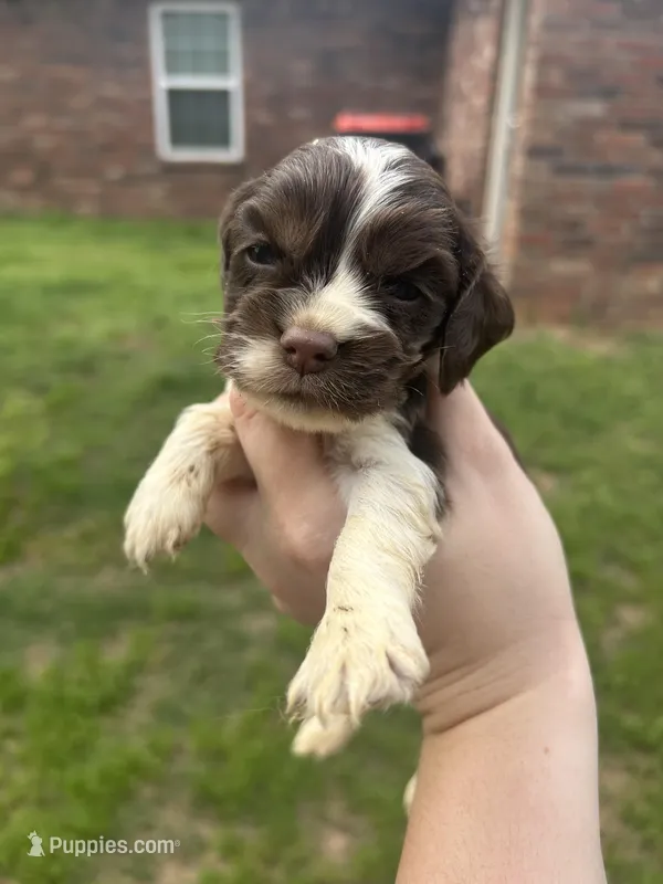 Newt – Cocker Spaniel puppy for sale in Ardmore, OK