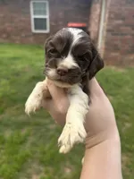 Newt, a male Cocker Spaniel for sale in Ardmore, OK – Photo 1 of 2