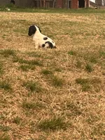 River, a male Cocker Spaniel and Cockalier for sale in Ardmore, OK – Photo 3 of 3