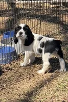River, a male Cocker Spaniel and Cockalier for sale in Ardmore, OK – Photo 1 of 3