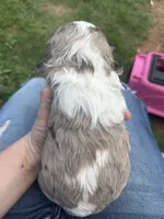 Lady Mae, a female Cocker Spaniel for sale in Ardmore, OK – 5 of 9
