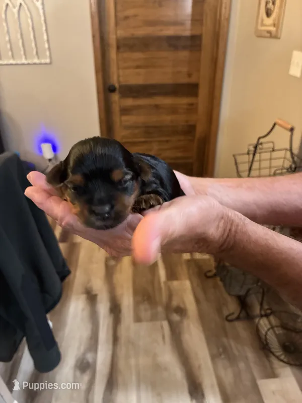 Hershey – Yorkshire Terrier puppy for sale in Ardmore, OK