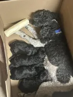 Remi, a male Poodle - Miniature  for sale in Ardmore, OK – Photo 2 of 2