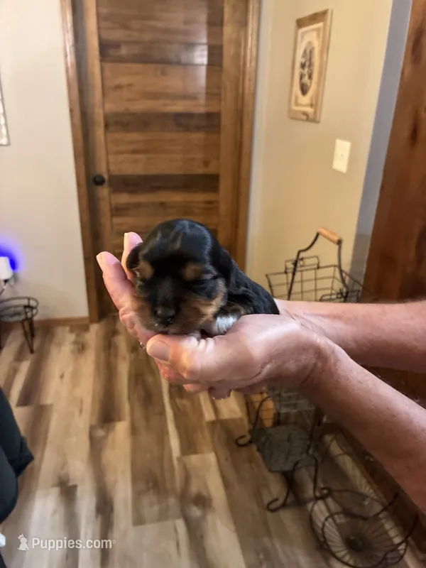 Elfie – Yorkshire Terrier puppy for sale in Ardmore, OK