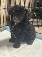 Winnie, a female Poodle - Miniature  for sale in Ardmore, OK – 2 of 2