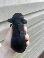 Izzy, a female Cocker Spaniel for sale in Ardmore, OK – 2 of 3