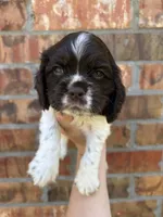 Jitter, a male Cocker Spaniel for sale in Ardmore, OK – 3 of 5