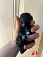 Otis, a male Poodle - Miniature  for sale in Ardmore, OK – 1 of 2