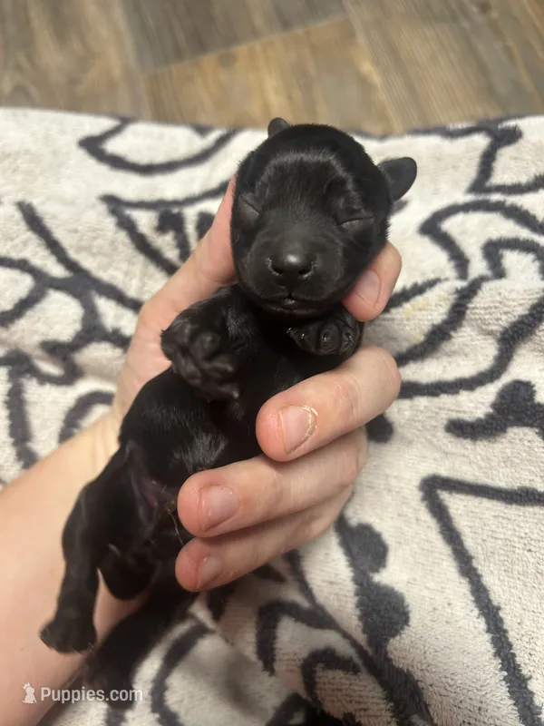 Jet – Cocker Spaniel puppy for sale in Ardmore, OK