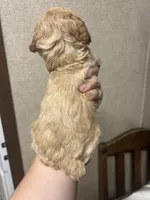 Levi, a male Poodle - Miniature  for sale in Ardmore, OK – 2 of 5