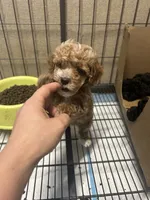 Wren, a female Poodle - Miniature  for sale in Ardmore, OK – 4 of 5