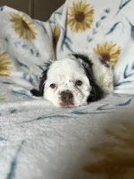 Calliope , a female Cocker Spaniel for sale in Ardmore, OK – 3 of 4
