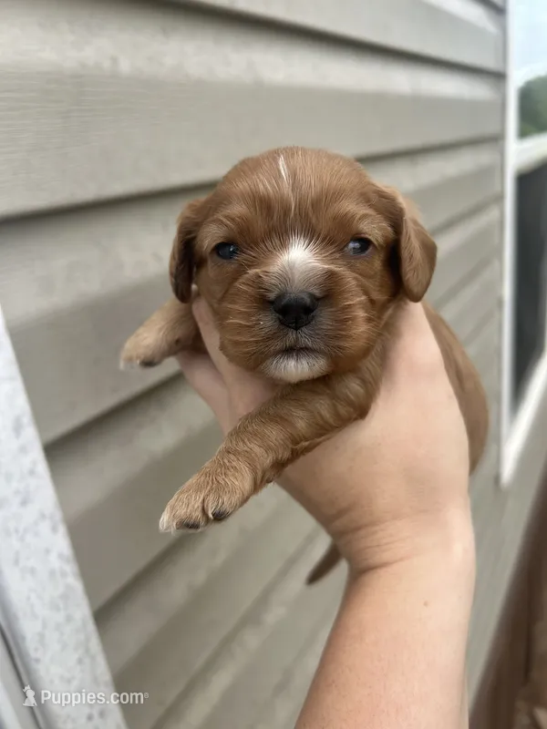 Dumplin – Cavalier King Charles Spaniel puppy for sale in Ardmore, OK
