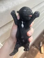 Skeeter , a female Cocker Spaniel for sale in Ardmore, OK – 3 of 3