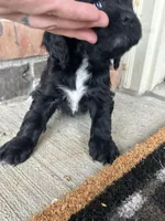 Link, a male Cocker Spaniel for sale in Ardmore, OK – Photo 2 of 2