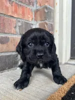 Link, a male Cocker Spaniel for sale in Ardmore, OK – Photo 1 of 2