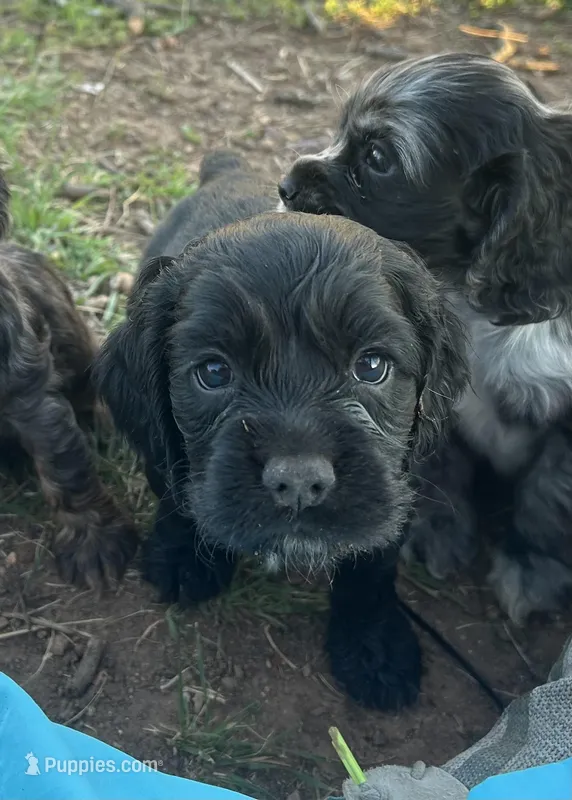 Link – Cocker Spaniel puppy for sale in Ardmore, OK