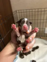 Gauge, a male Cocker Spaniel for sale in Ardmore, OK – Photo 2 of 3