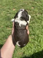 Gauge, a male Cocker Spaniel for sale in Ardmore, OK – Photo 3 of 3