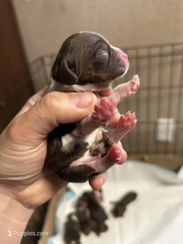 Gauge – Cocker Spaniel puppy for sale in Ardmore, OK