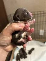 Gauge, a male Cocker Spaniel for sale in Ardmore, OK – Photo 1 of 3