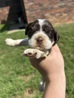 Gauge, a male Cocker Spaniel for sale in Ardmore, OK – Photo 1 of 3