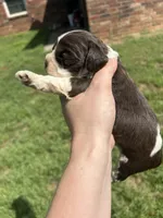Gauge, a male Cocker Spaniel for sale in Ardmore, OK – Photo 2 of 3