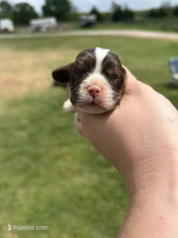 Gauge – Cocker Spaniel puppy for sale in Ardmore, OK