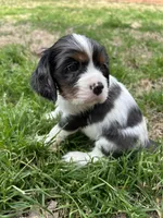 Waylon , a male Cocker Spaniel and Cockalier for sale in Ardmore, OK – Photo 1 of 6