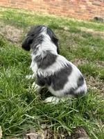 Waylon , a male Cocker Spaniel and Cockalier for sale in Ardmore, OK – Photo 6 of 6