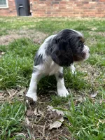 Waylon , a male Cocker Spaniel and Cockalier for sale in Ardmore, OK – Photo 4 of 6