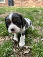 Waylon , a male Cocker Spaniel and Cockalier for sale in Ardmore, OK – Photo 3 of 6