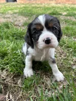 Waylon , a male Cocker Spaniel and Cockalier for sale in Ardmore, OK – Photo 2 of 6