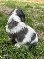 Waylon , a male Cocker Spaniel and Cockalier for sale in Ardmore, OK – Photo 5 of 6