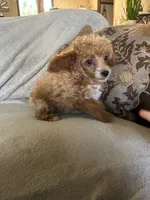 Wren, a female Poodle - Miniature  for sale in Ardmore, OK – 2 of 3