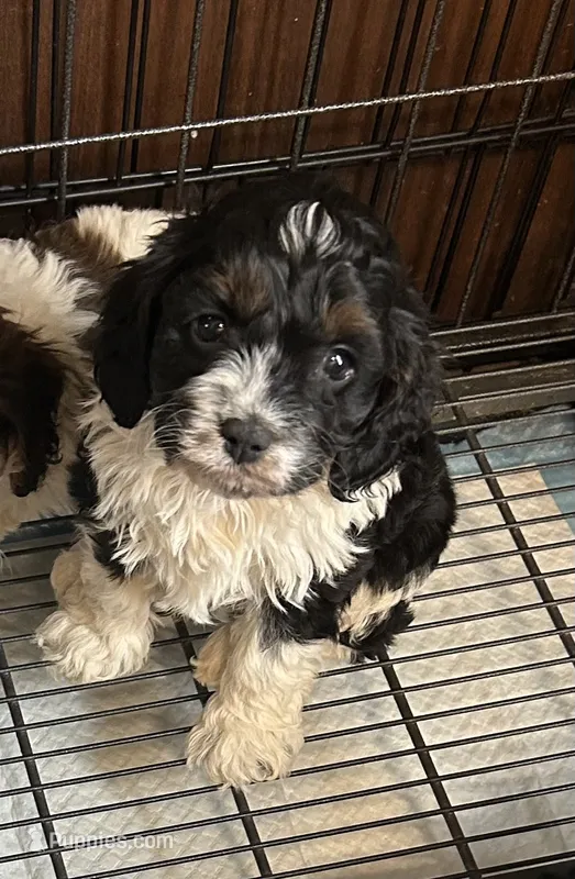 Ridley – Cavapoo puppy for sale in Ardmore, OK