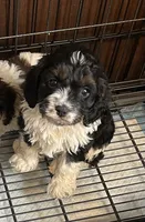 Ridley, a male Cavapoo for sale in Ardmore, OK – 1 of 2