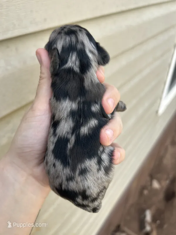 Shep – Cocker Spaniel puppy for sale in Ardmore, OK