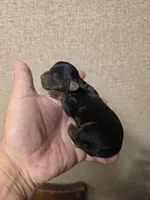 Maggie, a female Cavapoo for sale in Ardmore, OK – Photo 2 of 2