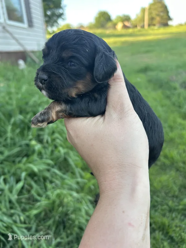 Maggie – Cavapoo puppy for sale in Ardmore, OK
