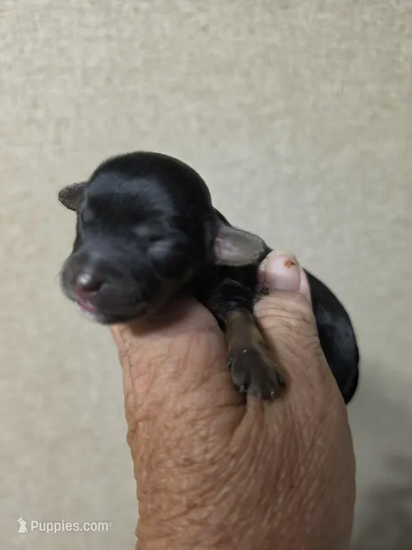 Maggie – Cavapoo puppy for sale in Ardmore, OK